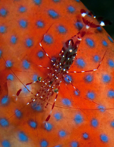 Cleaner shrimp by Doug Anderson 